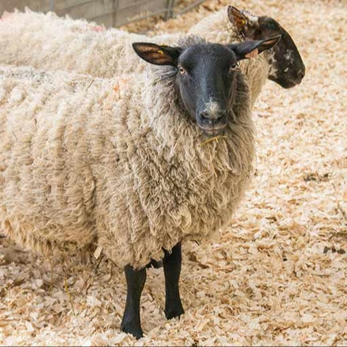 Лучший товар-сосновая древесина для птицы и животных WHATSAPP: + 84 911406611