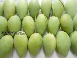 Свежий манго для продажи, низкая цена, агрозеленый Вьетнам