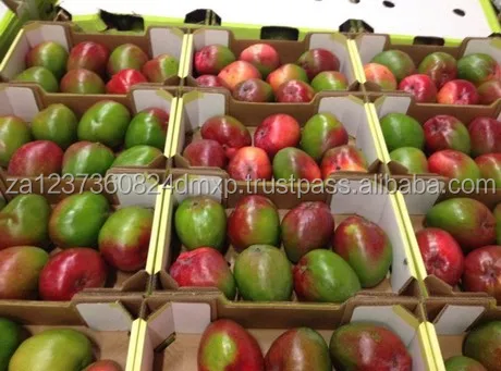 
FRESH MEXICAN KENT MANGOS/FRESH GOLDEN MANGOES 