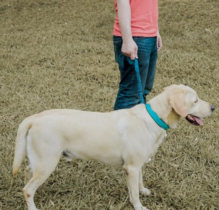 
Newest Taiwan Pet Product Training Outdoor Multi-function Dog Running Elastic Leash 