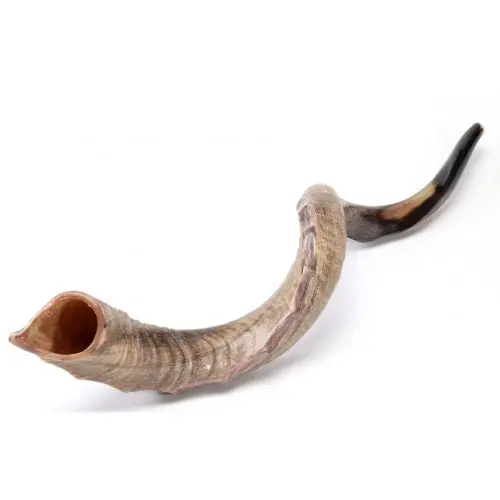  Shofar / Kudu Ram