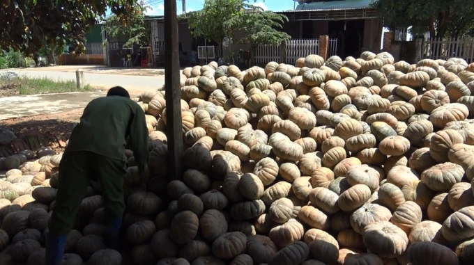 YELLOW PUMPKINS (Whatsapp: +84 845 639 639) in 2020