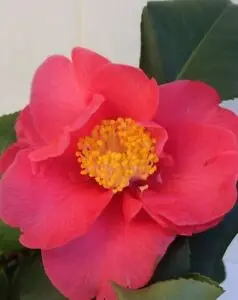 High Quality Best Cosmetic Skin Camellia Essential Oil