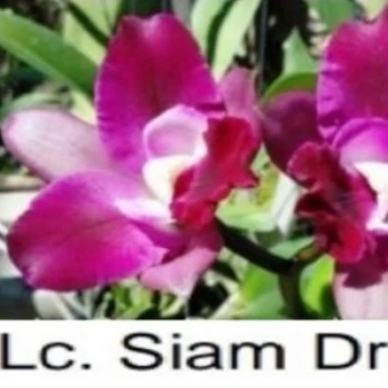 
Cattleya seedling 06.Lc.Siam Dragon 