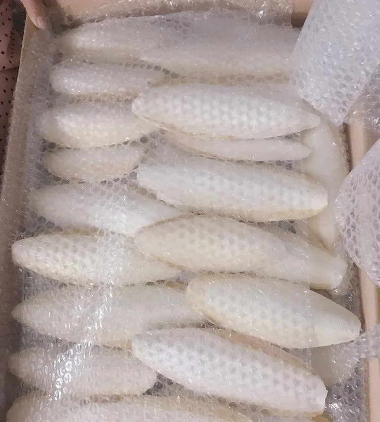 
DRIED CUTTLEFISH BONE MANY SIZE REASONABLE PRICE/ Shyn Tran +84382089109 