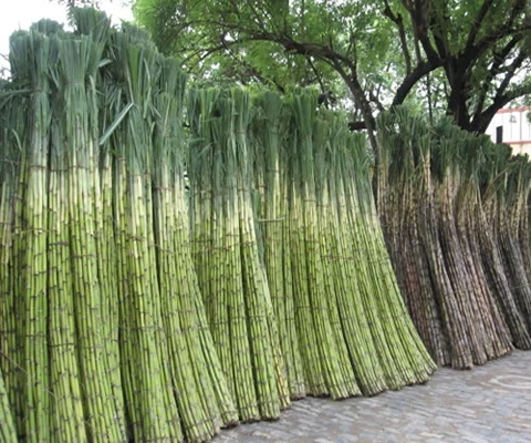 Frozen sugarcane with amazing taste from Vietnam with competitive price