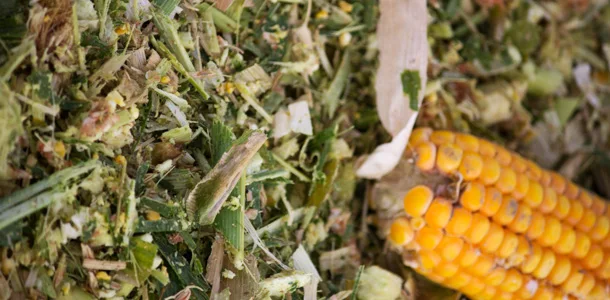 Стебли кукурузы для корма крупного рогатого скота-обезвоженная Кукуруза для силоса-силажи для крупного рогатого скота WHATSAPP 0084 845639639