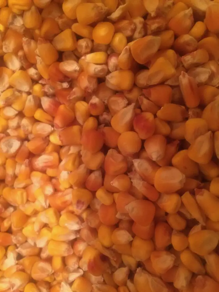 
Africa. Non GMO Yellow maize/corn / Dry White Maize For Bulk Export! 