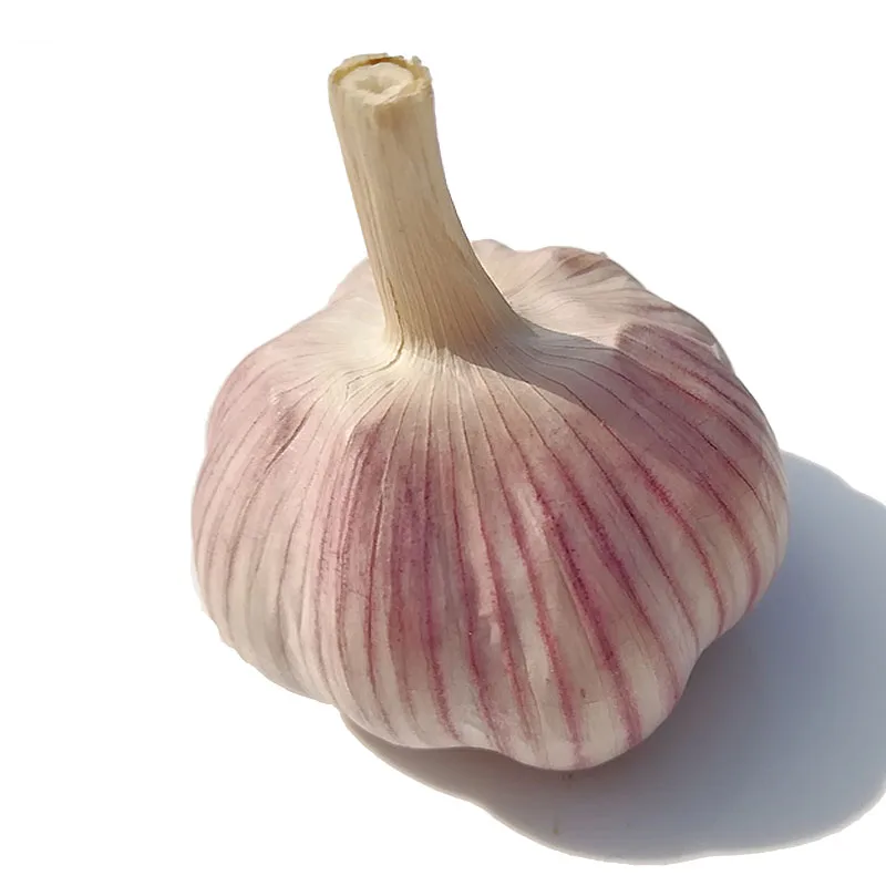 China Fresh Garlic Bawang Putih Price