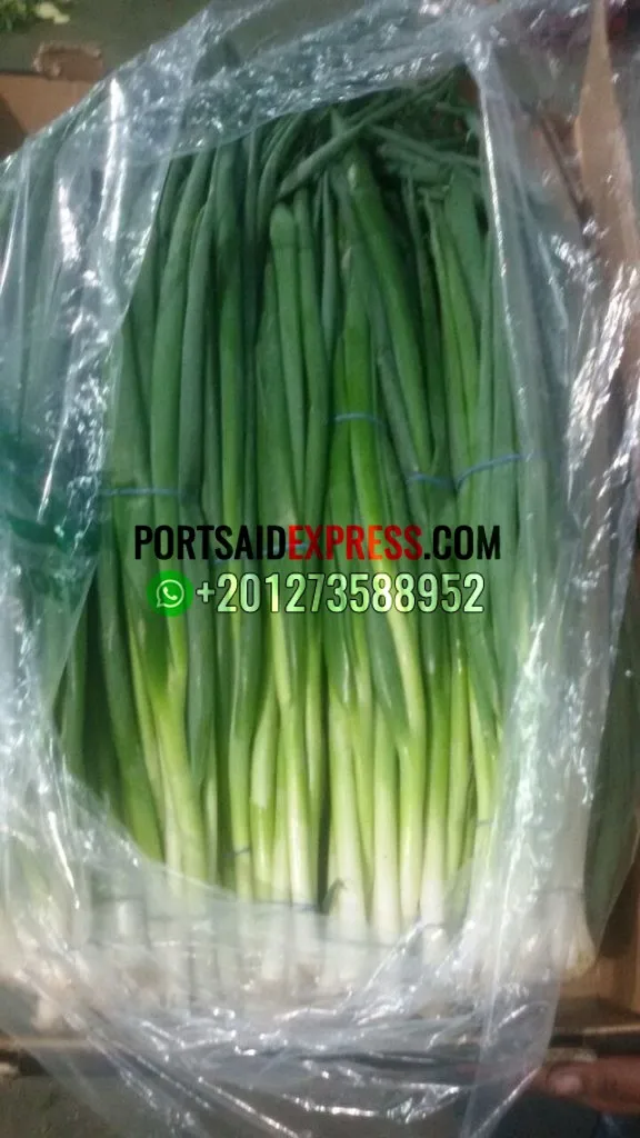 fresh green onion , fresh spring onion for export by air or by sea first class TO Guinea