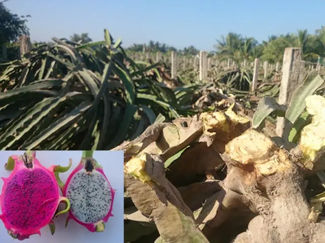 FRESH DRAGON FRUIT FROM VIETNAM  with the high quality 2020 - contact to +84 845 639 639