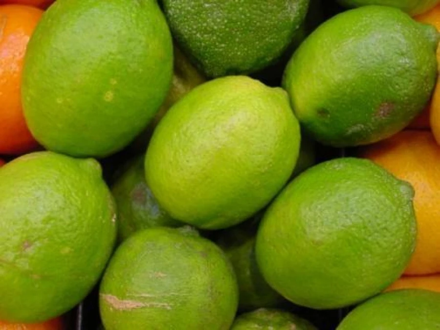 
Fresh Lemon Fruits Available . Pre-Order Now . 
