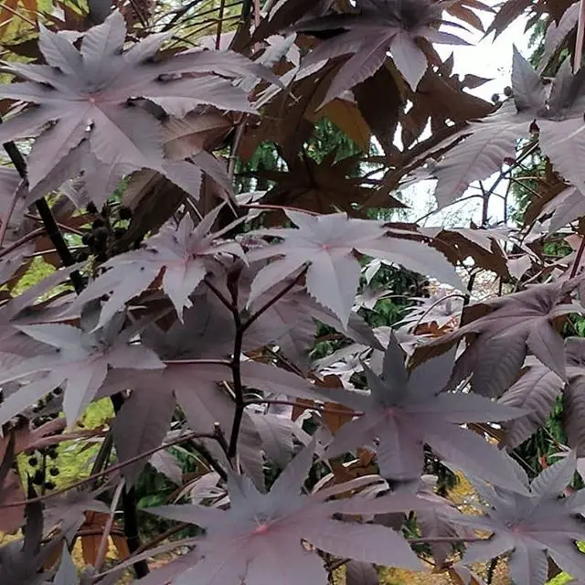 Castor oil undiluted and 100% pure and natural castor carrier oil