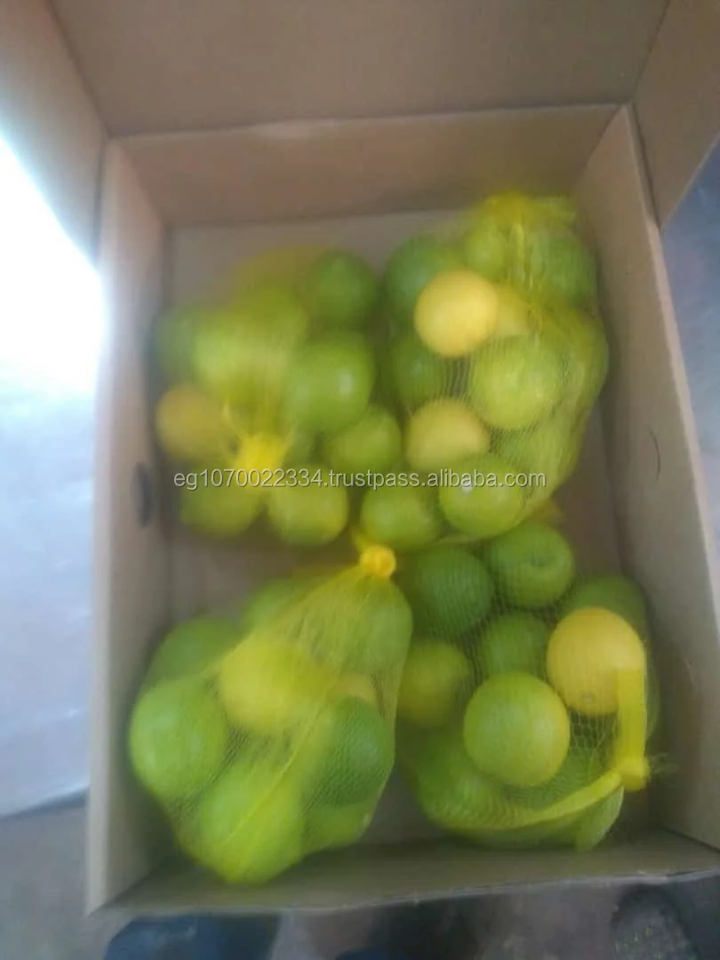 Fresh Egyptian LEMON - lime  2023 price