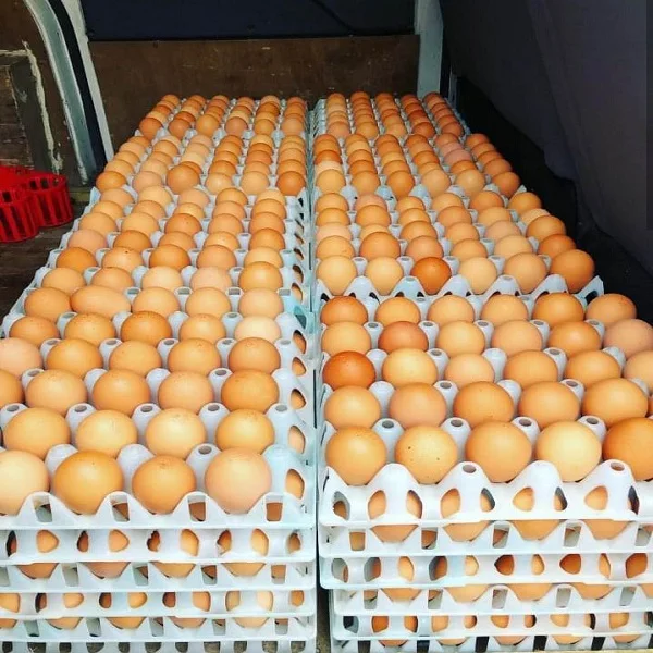 Органические свежие куриные яйца для продажи