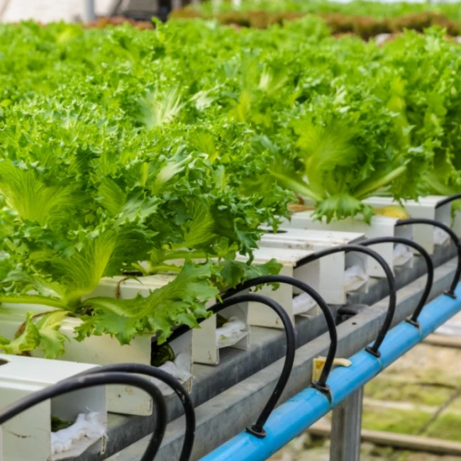 Organic vital fertilizer mix for plant growth and high yield of crops in hydroponic system