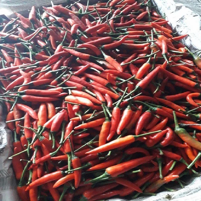 Wholesale Hot Pepper Frozen Red Chilli