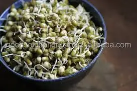 FRESH GREEN MUNG BEAN FOR MAKING SPROUT