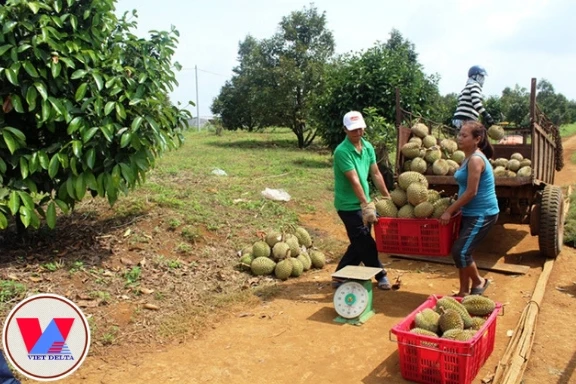 
HIGH QUALITY FRESH DURIAN FROM VIETNAM / Ms. Shyn Tran +84382089109 