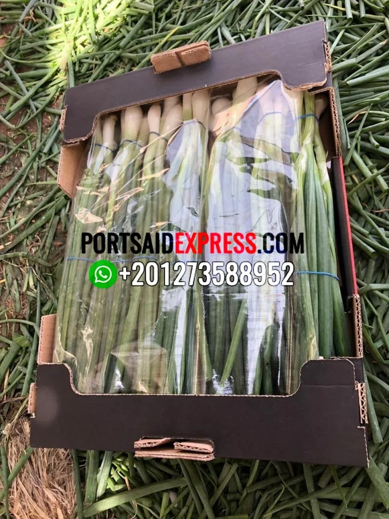 fresh green onion , fresh spring onion for export by air or by sea first class TO Guinea
