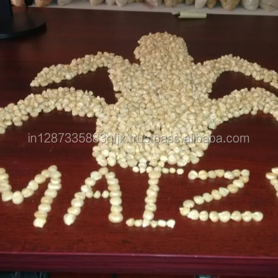  White Maize For Animal