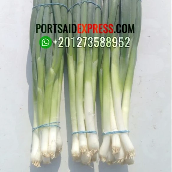 fresh green onion , fresh spring onion for export by air or by sea first class TO Guinea