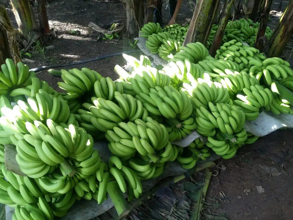 Long green banana Vietnam High quality Best price