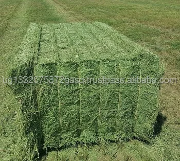 Non-GMO Alfafa Hay for Animal Feeding Alfalfa / Timothy Hay and Bermuda Hay for sale