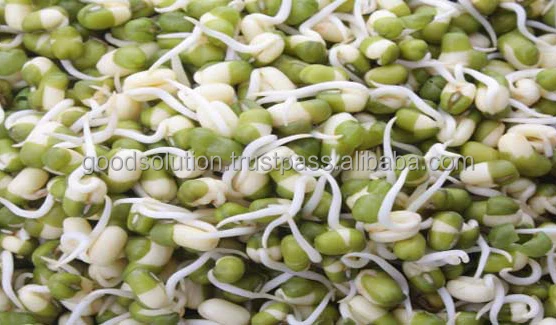 FRESH GREEN MUNG BEAN FOR MAKING SPROUT