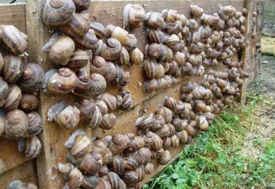 Свежее качественное замороженное ракушечное мясо/замороженная утка/Замороженные улитки ..