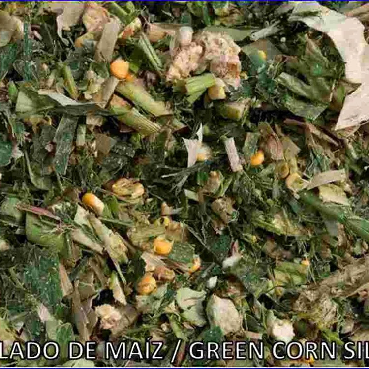 
Corn Silage, dried 