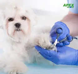 Apex Glove Good Quality Food Grade Nitrile Gloves For Wholesale 3.0g from Malaysia