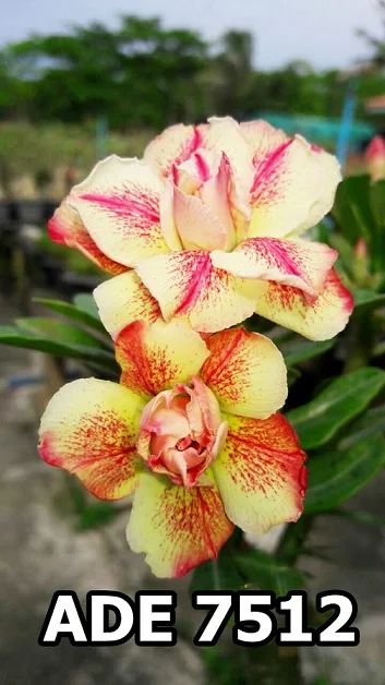 
Adenium 7512 