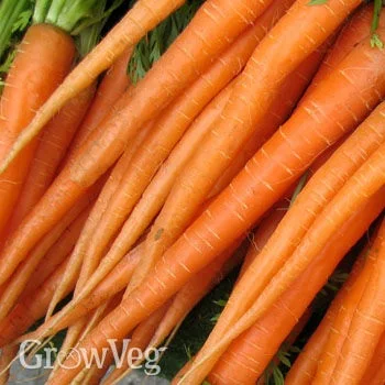 SWEET FRESH CARROTS SSS