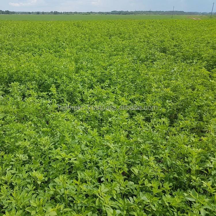 
Alfalfa pellets and lucerne hay for feeding farm animals 
