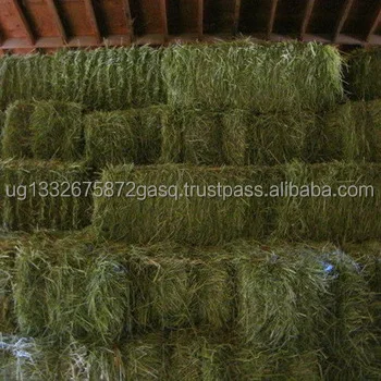 Non-GMO Alfafa Hay for Animal Feeding Alfalfa / Timothy Hay and Bermuda Hay for sale