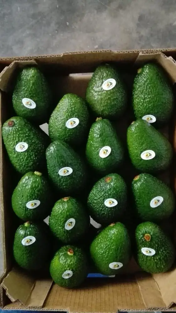 
Frsh Hass Avocado from Peru 