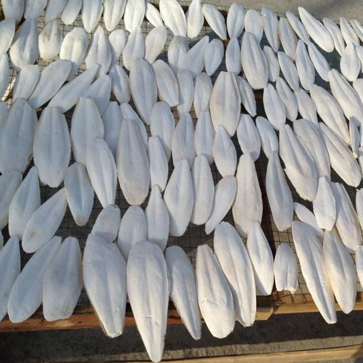 
DRIED CUTTLEFISH BONE MANY SIZE REASONABLE PRICE/ Shyn Tran +84382089109 