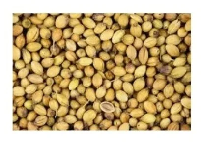 Scooter Quality Coriander good quality coriander price cooking food wholesale manufacturing with great quality for sale