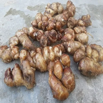 FRES SAND GINGER FOR SALE from vietnam