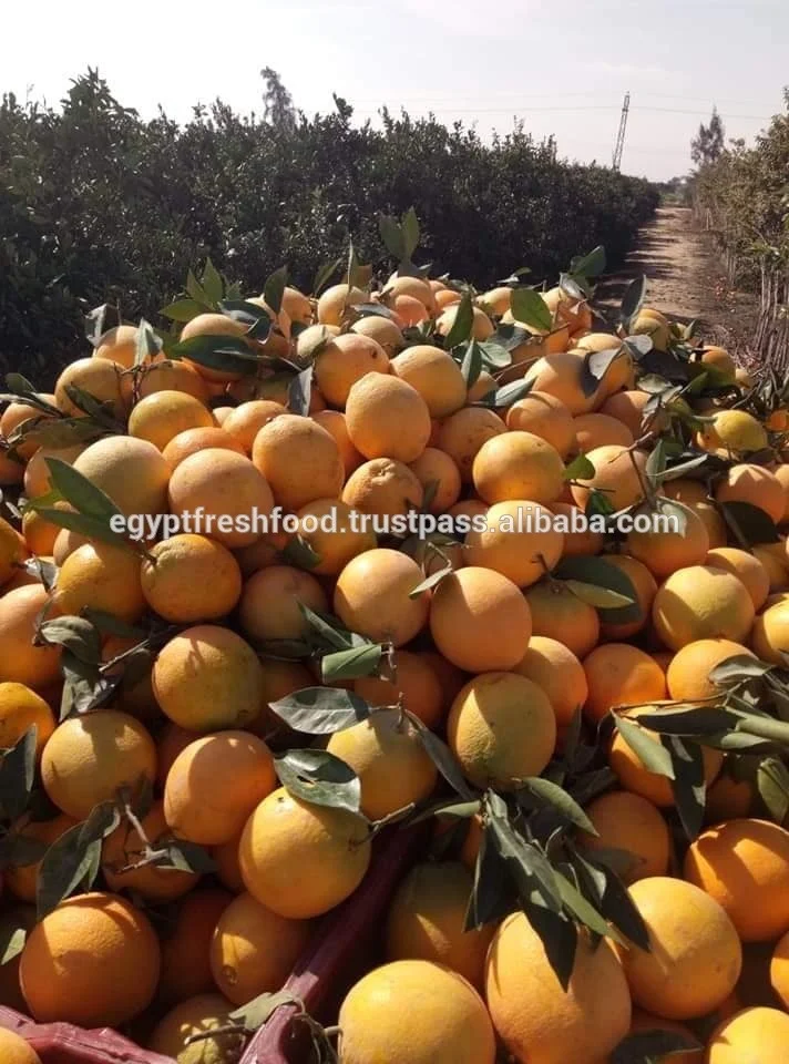 fresh Navel Valencia oranges , Citrus from Egypt season 2019