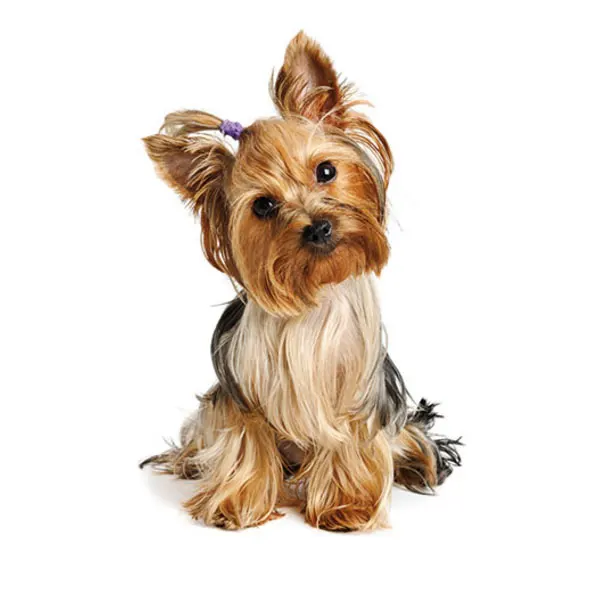 
Dog food with chicken, vegetables and rice. Adult dogs of small breeds 