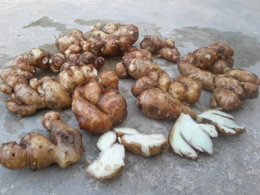 FRES SAND GINGER FOR SALE from vietnam