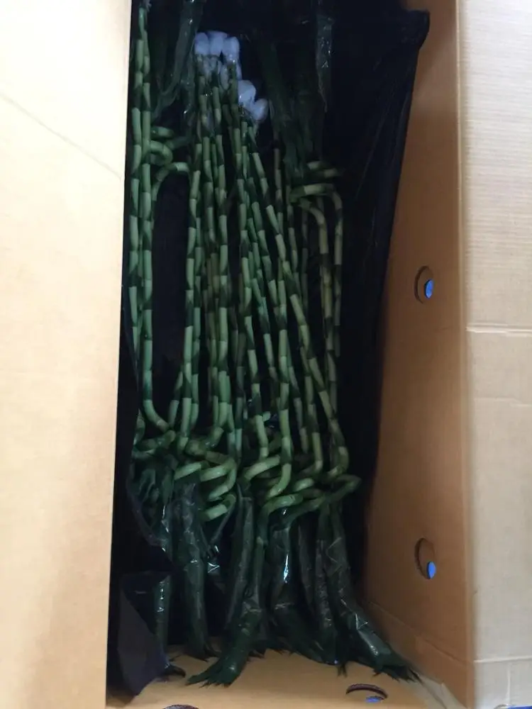 
Thailand Wholesale Fresh Cut Spiral Draceana Lucky bamboo 
