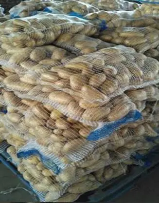 Fresh Potato Amazing Competitive Price