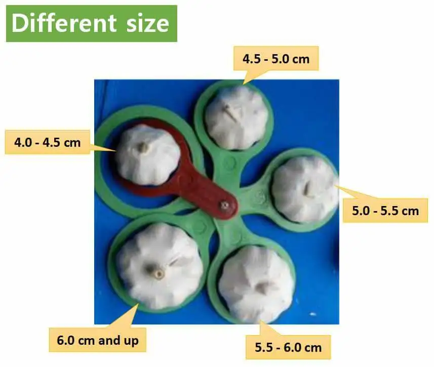 purple fresh garlic/alho/Ail/ajo