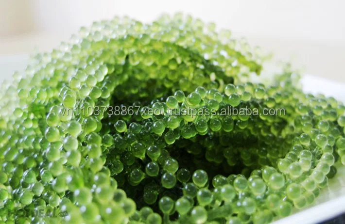  Порошок виноградных водорослей Вьетнама