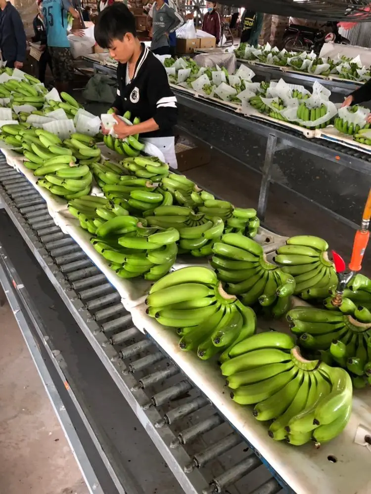  Вьетнамский свежий банан + 84984418844 whatsapp