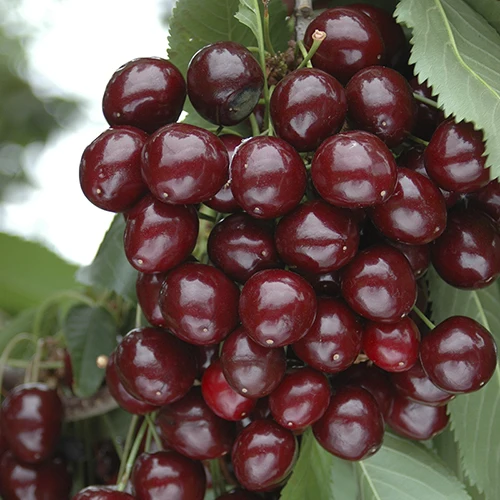 Quality Fresh Dark Red Cherries / Fresh Cherries Fruits Cheap Wholesales Price For Exportation