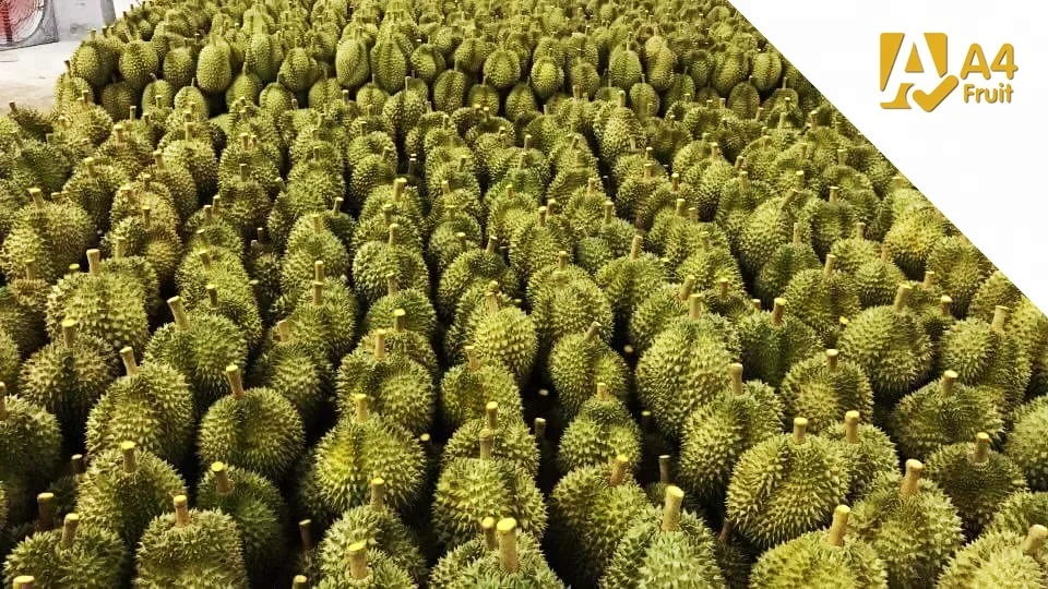 
Premium Fresh Durian 